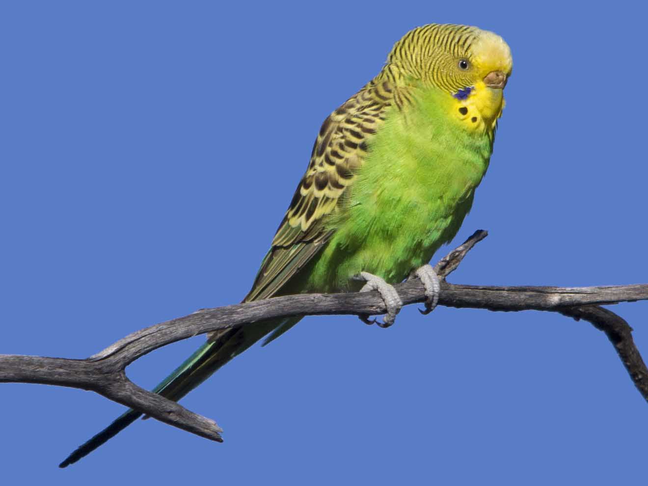 Пение волнистых. Птица Chrysanthemum budgerigar. Green and Red budgerigar. Budgie произношение. Budgie 