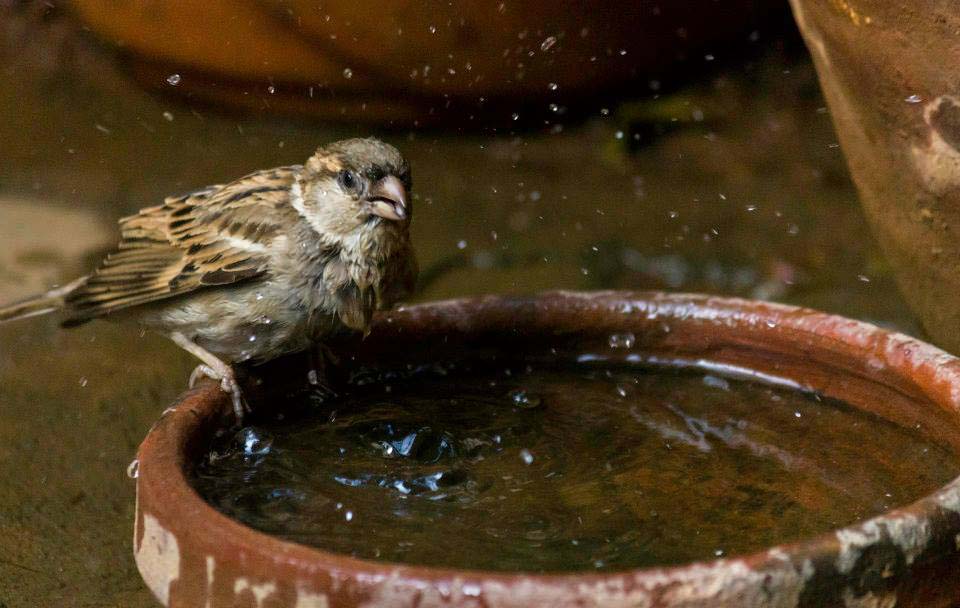 Cara mengusir burung pipit di rumah