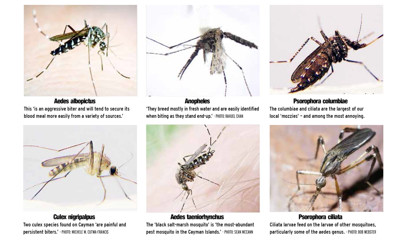  Apa  Itu Nyamuk dan Seberapa Berbahayanya Mereka Bagi 